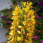 Hedychium gardnerianum, Schmetterlingsingwer, Girlandenblume