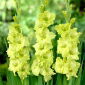 Gladiolsläktet Green Star - paket med 5 stycken - Gladiolus Green Star