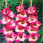 Gladiole Ted's Favourite - 5 Stück