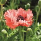Oriental poppy - Forncett Summer - 1 pcs
