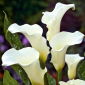 Zantedeschia, Calla-Lilie, Calla, Kalla Albomaculata