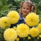 Dahlia Kelvin Floodlight