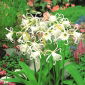 Ismene, Narcisul Peruvian Festalis - bulb / tuber / rădăcină