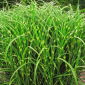 Miscanthus Zebrinus
