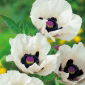 Papaver, nunta rosie a mării - bulb / tuber / rădăcină - Papaver orientale
