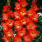 Gladiolus Nikita - XXL - paquete de 5 piezas