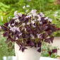 Oxalis triangularis - pacchetto di 5 pezzi