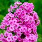 Phlox Pink