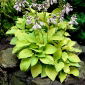 Hosta, Plantain Lily August Moon