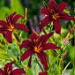 Даилили Блацк Арровхеад - Hemerocallis hybrida Black Arrowhead