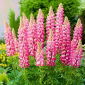 Lupino - Chatelaine - Lupinus polyphyllus