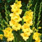 Gladiolus, Gladiole, Schwertblume Nova Lux - 5 Zwiebeln