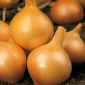 Cipolla - Wolska - Cipolle a raccolta tardiva, perfette per conservazione - Semi Freschi