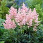 Astilbe "Erica" - blekrosa; falsk spirea - 