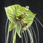 Fekete denevér virág (Tacca chantrieri) "Green Isle" - 