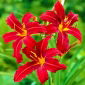 Daylily "Crimson Pirate" - 