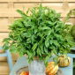 Løvstikke - Levisticum officinale - Aromatisk urt, ideel til supper og saucer - Friske frø