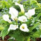 Zantedeschia - White - branco