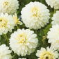Dahlia - Dhvid