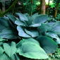 Hosta, Funkie, Herzblattlilie Empress Wu