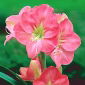 Ritarinkukat - Susan - Hippeastrum