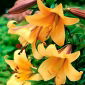 Lilium, Lily African Queen - květinové cibulky / hlíza / kořen