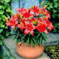 Crimson Pixie - crin pitic - 1 buc. - Lilium