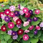 Ipomoea tricolor - 84 zaden