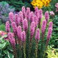 Liatris - rosa - Liatris spicata - Majestuosos espigones violetas - Semillas frescas