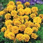 Fløjlsblomst - Auora Yellow Fire - Tagetes patula - Kraftige, sol-elskende blomster, ideelle til krukker - Friske frø