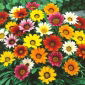 Gazania - Chansonette - Miscuglio - Gazania rigens - Mix abbagliante di fiori multicolori - Semi Freschi