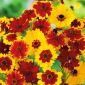 Dwarf Coreopsis - Bicolor - Mixed - Coreopsis tinctoria - Early Blooms, Vibrant Ground Cover - Fresh Seeds