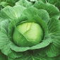 Wittekool - Brunświcka - wit - 480 zaden - Brassica oleracea convar. capitata var. alba