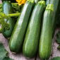 Dovlecel Zucchini - Nefertiti - Fructe cilindrice, fragede, cu recoltă abundentă - Semințe proaspete