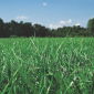 Jaarlijks (Westerwold) raaigras 2N "Mowestra" - 5 kg - 
