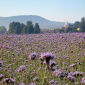 Kanten phacelia "Stala" - 5 kg; blauw boerenwormkruid, paars boerenwormkruid - 
