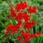 Crocosmia "Lucifer" - dark red - 10 pcs; montbretia