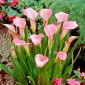 Lírio rosa; calla rosa, lírio de calla vermelho - 