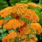 Vanlig rosa "Terracotta" - orange blommor - 
