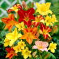 Daylily - amestec de soiuri - 