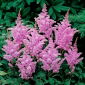Astilbe "Ametista" - viola-rosa; falsa spirea - 