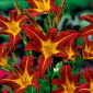 Daylily "Autumn Red" - 