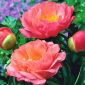 Pion "Coral Sunset" - plantor; Paeony - 