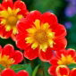Dahlia "Poeh Swan-eiland" - 