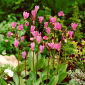 Stella cadente "Queen Victoria" - fiori rosa chiaro - 1 pezzo - 