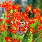 Crocosmia "Red King" - rood - 10 stuks; montbretia - 