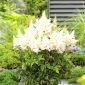 Astilbe "Weisse Gloria" - bianco; falsa spirea - 