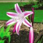 Crinum Cintho Alfa