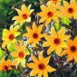 Dahlia - Bishop of York