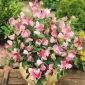 Душистый горошек - Pink Cupid - 24 семена - Lathyrus odoratus